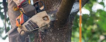 Best Tree Cabling and Bracing  in Fabrica, TX
