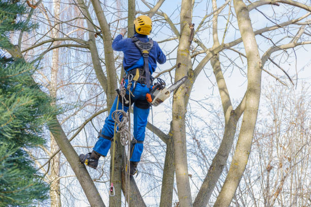 Best Lawn Pest Prevention  in Fabrica, TX