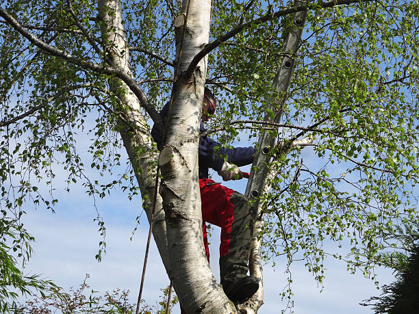 Best Emergency Tree Removal  in Fabrica, TX