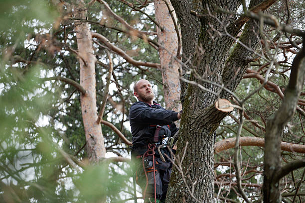 How Our Tree Care Process Works  in  Fabrica, TX